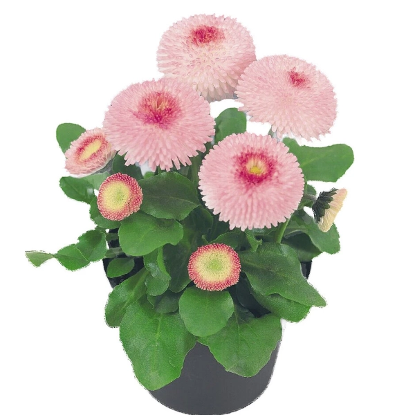 Stokrotka Bellis Tasso Strawberries Cream - sadzonka